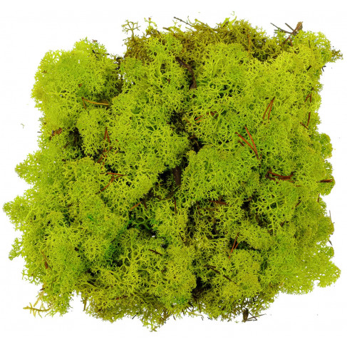 Lichen des rennes stabilisé vert olive - 120 grammes