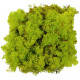 Lichen des rennes stabilisé vert olive - 120 grammes