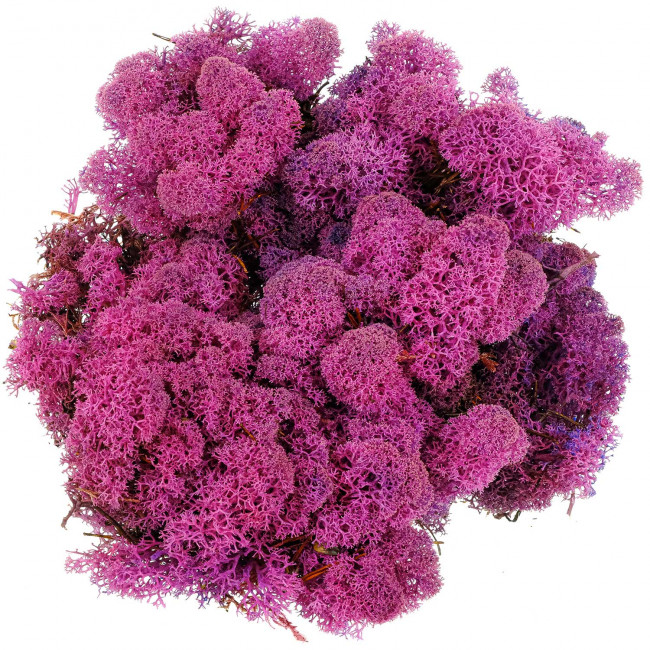 Lichen des rennes stabilisé pourpre - 120 grammes.