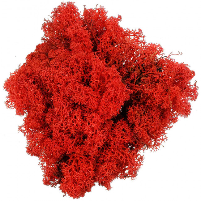 Lichen des rennes stabilisé rouge - 120 grammes.