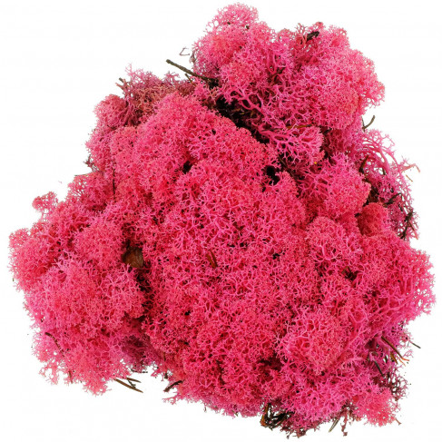 Lichen des rennes stabilisé fuchsia - 120 grammes.