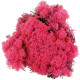Lichen des rennes stabilisé fuchsia - 120 grammes.