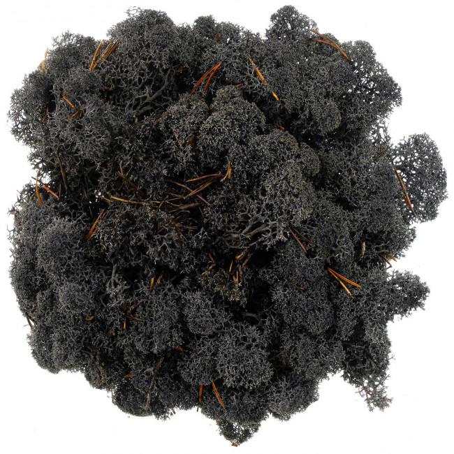 Lichen des rennes stabilisé charbon - 120 grammes