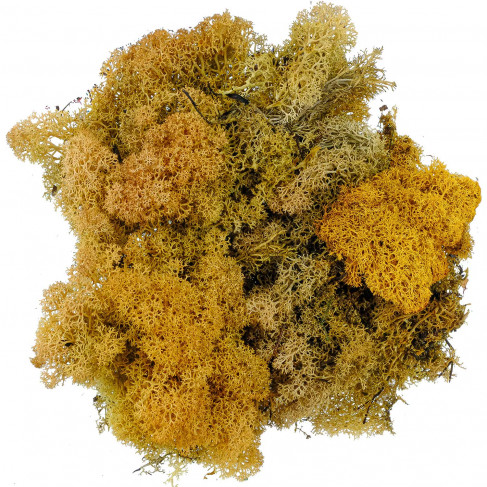Lichen des rennes stabilisé ocre-vert - 120 grammes
