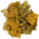 Lichen des rennes stabilisé ocre-vert - 120 grammes