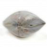 Coquillage meretrix lusoria entier