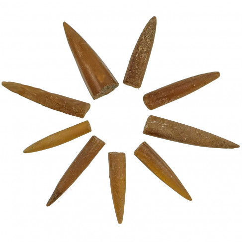 Rostre de bélemnite néohibolite fossile