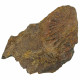 Impression de trilobite ogyginus corndensis fossile - 17 grammes