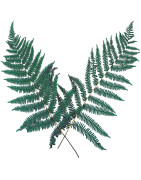 Feuilles et feuillages décoratifs - Naturels et stabilisés