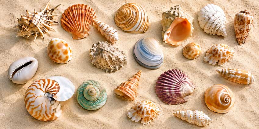 Coquillages