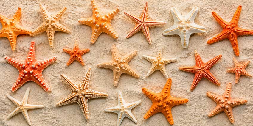Etoiles de mer