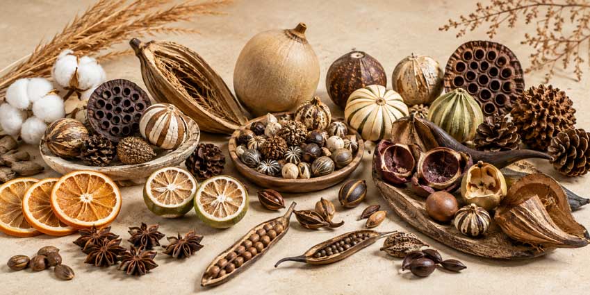 Graines et fruits décoratifs