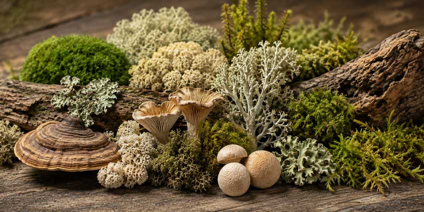 Mousses et champignons décoratifs