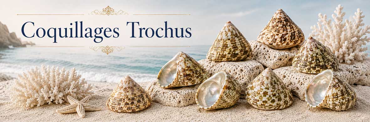 Trochus et troques à coquille conique en forme de toupie