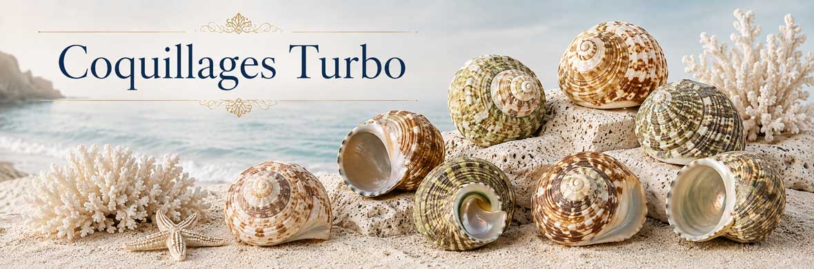 Coquillages Turbo à forme arrondie et spiralée, appelés turbans