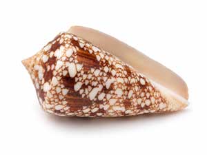 Coquillage Conus