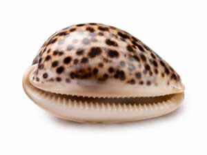 Coquillage Cypraea ou porcelaine