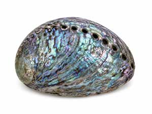 Coquillage Haliotis ou ormeau