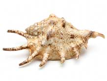 Coquillage Lambis à longs prolongements