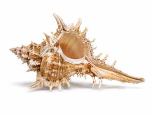 Murex à coquille épineuse