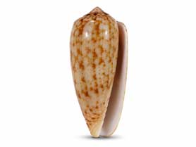 Coquillage Oliva ou olive