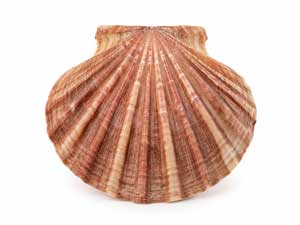 Coquillage Pecten en forme d'éventail