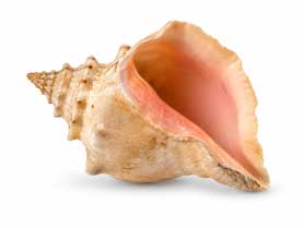 Strombe ou conque