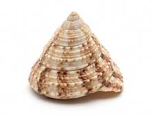 Coquillage Trochus ou troque