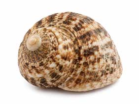 Coquillage Turbo