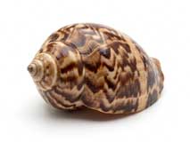 Coquillage Voluta ou volute
