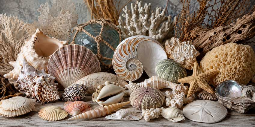 Mer et coquillages